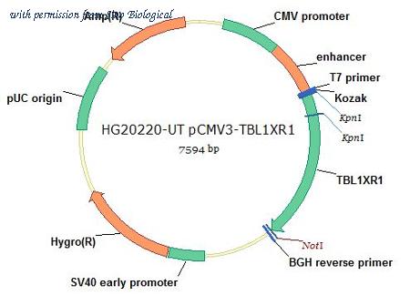 Sino Biological HG20220-UT image 1