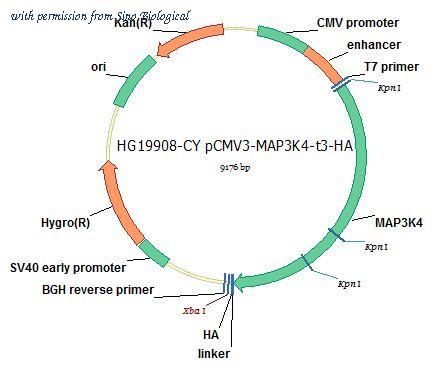 Sino Biological HG19908-CY image 1