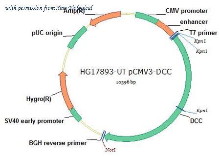 Sino Biological HG17893-UT image 1