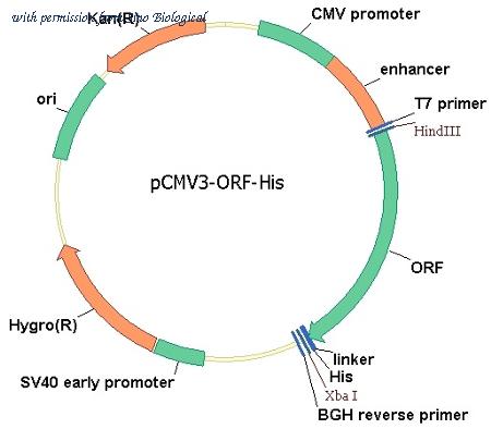 Sino Biological HG17757-CH image 1