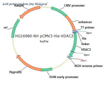 Sino Biological HG16980-NH image 1