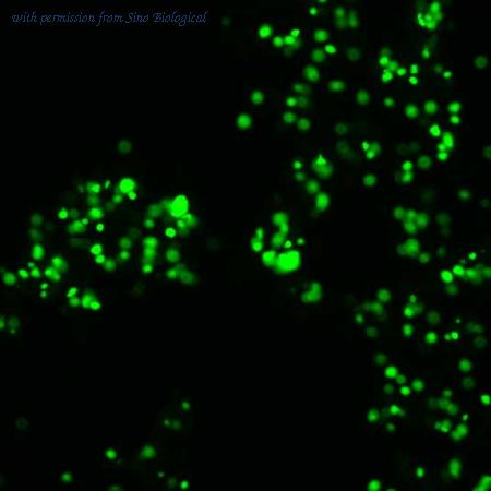 Sino Biological HG12209-ACG image 1