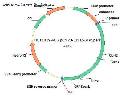 Sino Biological HG11039-ACG image 1