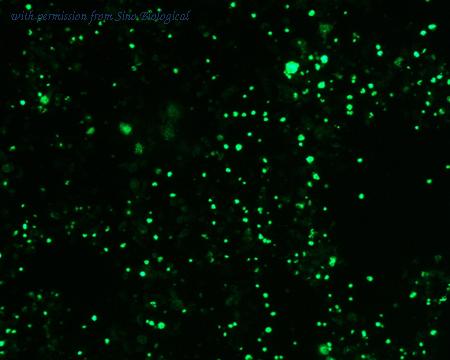 Sino Biological HG10869-ACG image 1