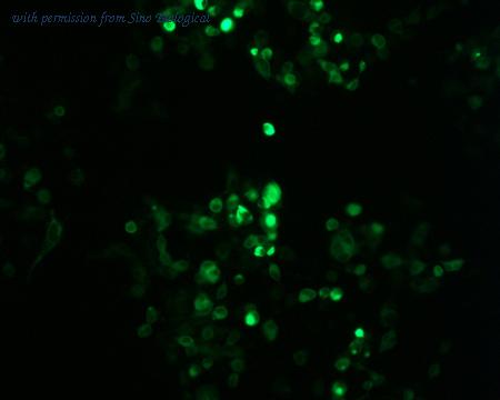 Sino Biological HG10738-ACG image 1