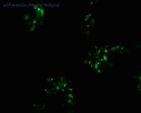 Sino Biological HG10576-ACG image 1