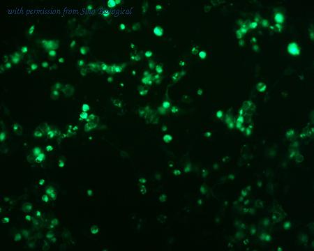 Sino Biological HG10398-ACG image 1