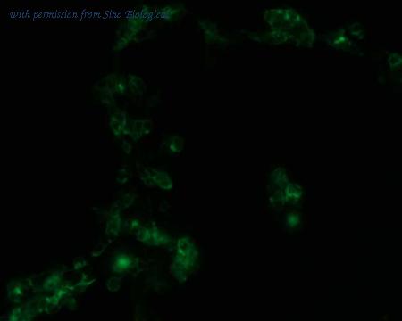 Sino Biological HG10140-ACG image 1