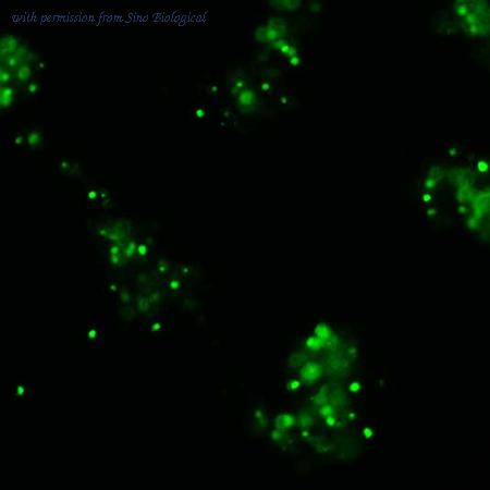 Sino Biological HG10066-ACG image 1