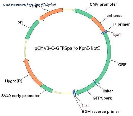 Sino Biological CG90304-ACG image 1