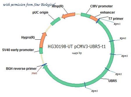 Sino Biological HG30198-UT image 1