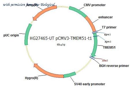Sino Biological HG27465-UT image 1