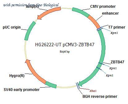 Sino Biological HG26222-UT image 1