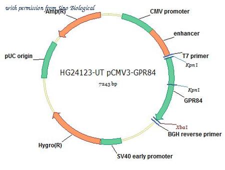Sino Biological HG24123-UT image 1