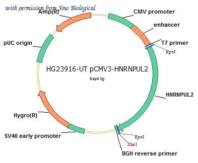 Sino Biological HG23916-UT image 1