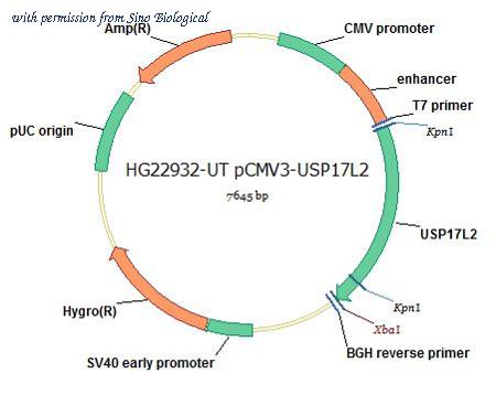 Sino Biological HG22932-UT image 1