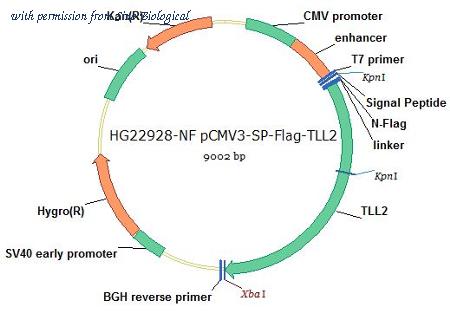 Sino Biological HG22928-NF image 1