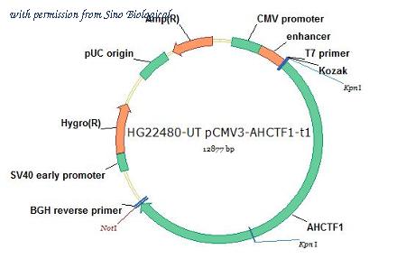 Sino Biological HG22480-UT image 1