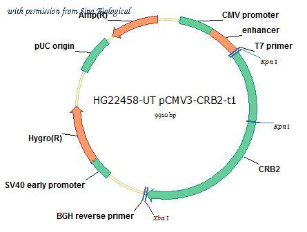 Sino Biological HG22458-UT image 1