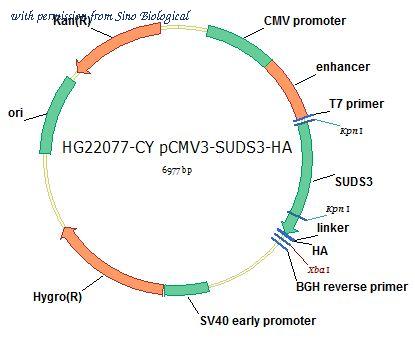 Sino Biological HG22077-CY image 1