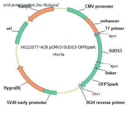 Sino Biological HG22077-ACR image 1