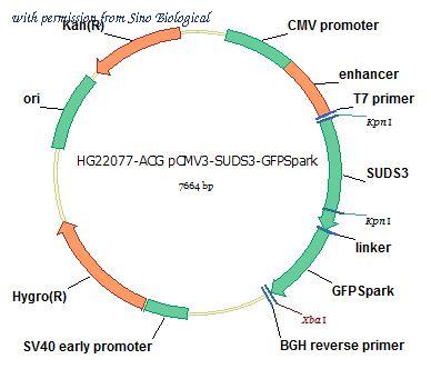 Sino Biological HG22077-ACG image 1