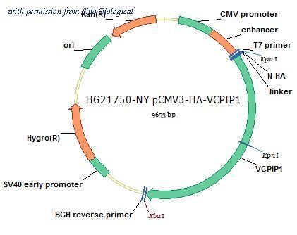 Sino Biological HG21750-NY image 1
