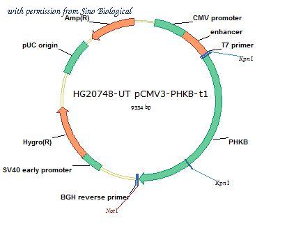 Sino Biological HG20748-UT image 1