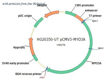 Sino Biological HG20350-UT image 1