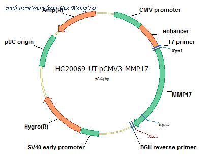Sino Biological HG20069-UT image 1