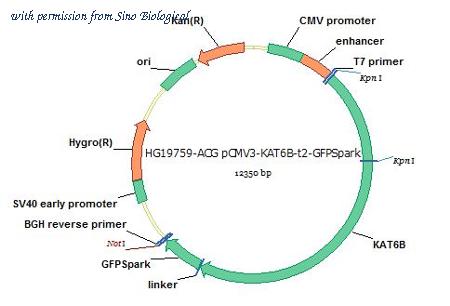 Sino Biological HG19759-ACG image 1
