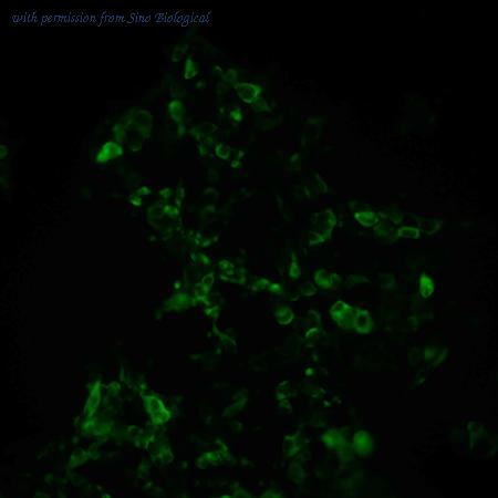 Sino Biological HG19153-NF image 1