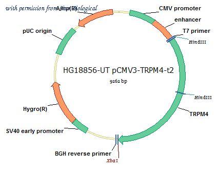 Sino Biological HG18856-UT image 1