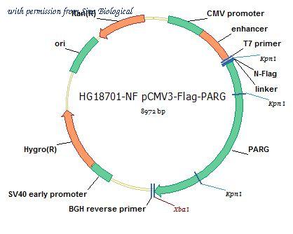 Sino Biological HG18701-NF image 1