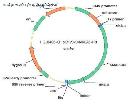 Sino Biological HG18406-CH image 1