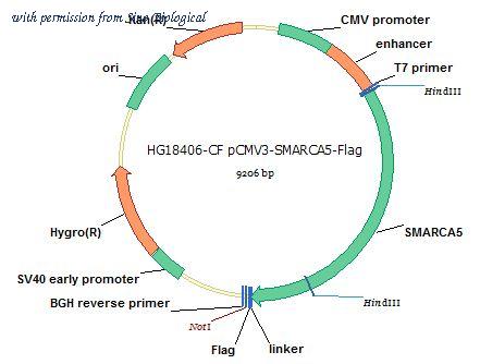 Sino Biological HG18406-CF image 1