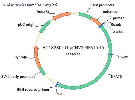 Sino Biological HG18280-UT image 1