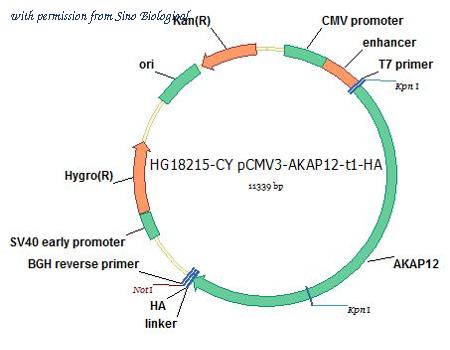 Sino Biological HG18215-CY image 1