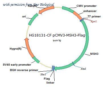 Sino Biological HG18131-CF image 1