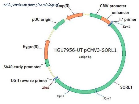 Sino Biological HG17956-UT image 1