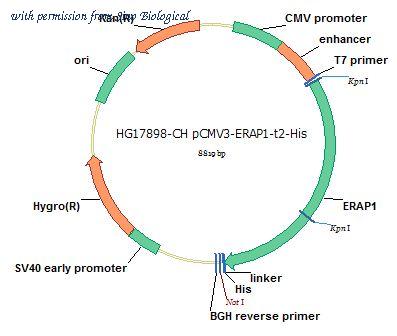 Sino Biological HG17898-CH image 1