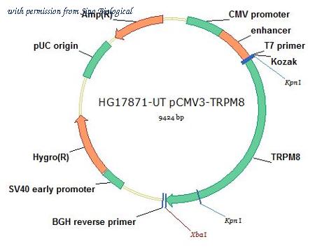 Sino Biological HG17871-UT image 1