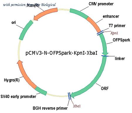 Sino Biological HG17755-ANR image 1