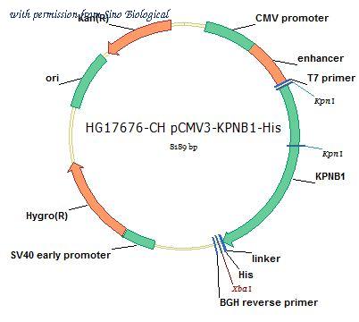 Sino Biological HG17676-CH image 1