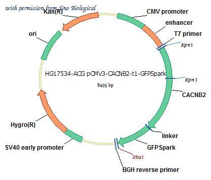 Sino Biological HG17534-ACG image 1