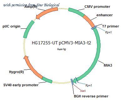 Sino Biological HG17255-UT image 1