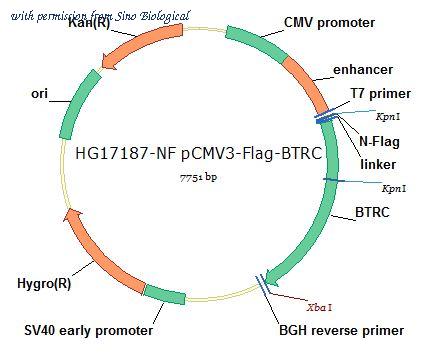 Sino Biological HG17187-NF image 1