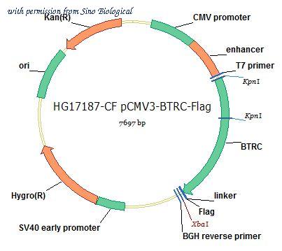 Sino Biological HG17187-CF image 1