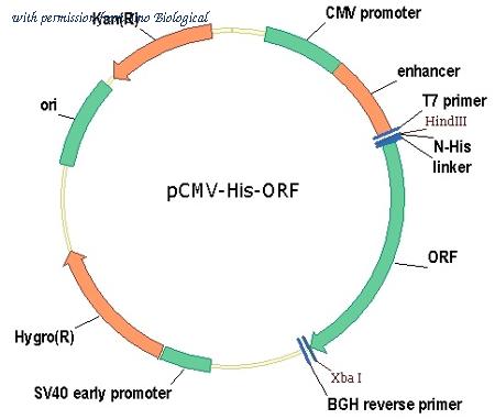 Sino Biological HG17073-NH image 1