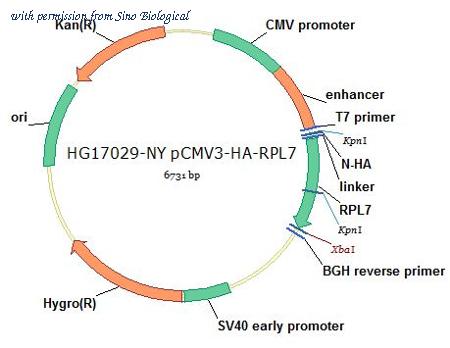 Sino Biological HG17029-NY image 1